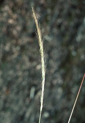 Inflorescence (photo) © Queensland Herbarium Sharp 161 and Simon by D.Sharp