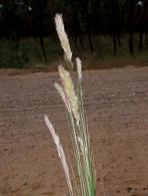 Habit (photo) © Queensland Herbarium Sharp 382 and Simon by D.Sharp