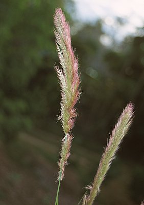 Inflorescence (photo) © Queensland Herbarium Sharp 330 and Simon by D.Sharp