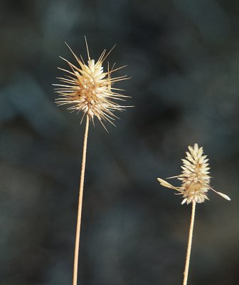 Inflorescence (photo) © Queensland Herbarium Sharp 143 and Simon by D.Sharp