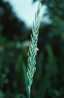 Inflorescence (photo) © Queensland Herbarium Sharp 204 and Simon by D.Sharp