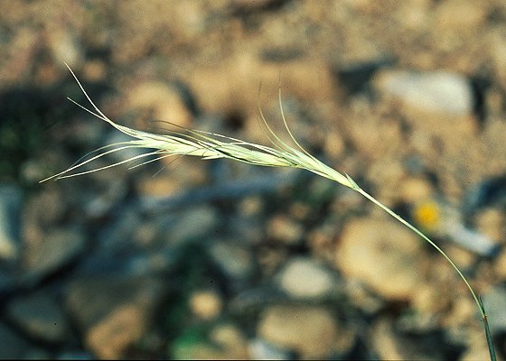 Inflorescence (photo) Elymus scaber var. scaber © Queensland Herbarium Sharp 65 and Simon by D.Sharp