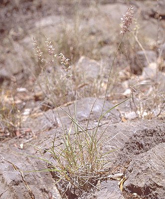 Habit (photo) © D. Albrecht