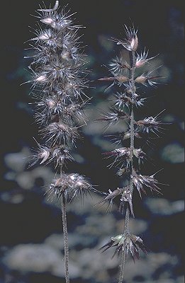 Inflorescence (photo) © D. Albrecht