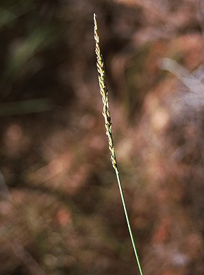 Inflorescence (photo) © Queensland Herbarium Sharp 12 and Simon by D.Sharp