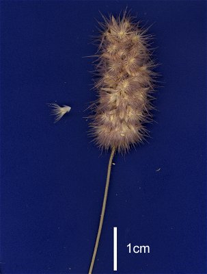 Inflorescence (scanned specimen) © Queensland Herbarium AQ 566565 by D.Sharp