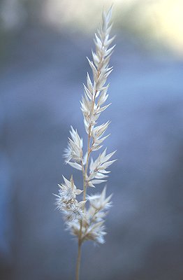 Inflorescence-old (photo) © Queensland Herbarium Sharp 317, Simon and Latz by D.Sharp