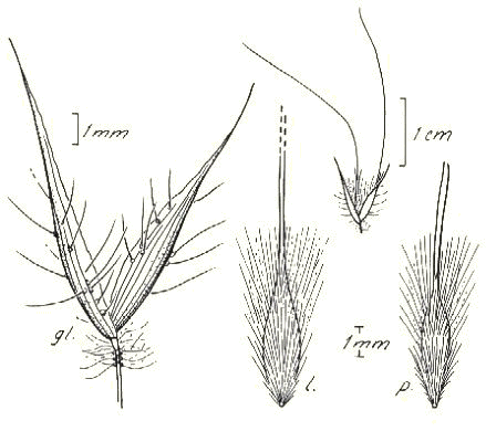 Spikelet (line drawing) © Darwin Herbarium Lazarides and Adams 246 by Monica Osterkamp Madsen