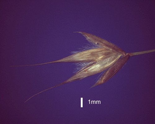 Spikelet (photo) © Queensland Herbarium AQ 434021 by D.Sharp