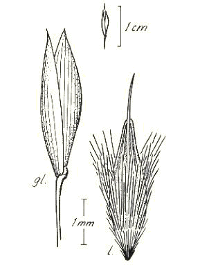 © Darwin Herbarium Latz 2986 by Monica Osterkamp Madsen