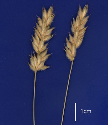 Inflorescence (scanned specimen) © Queensland Herbarium AQ 662199 by D.Sharp
