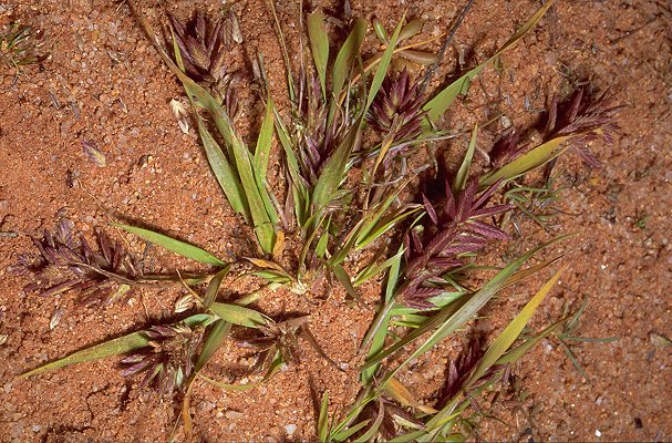 Habit (photo) © D. Albrecht