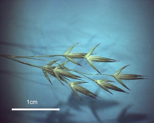 Spikelet (line drawing) © Darwin Herbarium Wightman 1750 by Monica Osterkamp Madsen