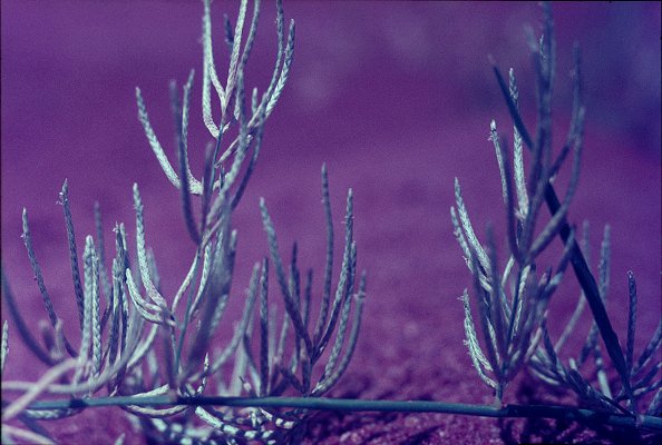 Inflorescence (photo) © S.Jacobs