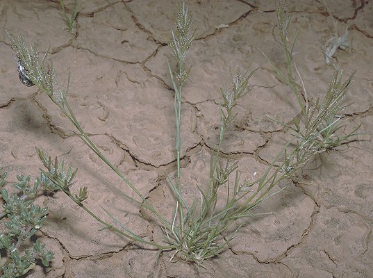 Habit (photo) © D. Albrecht