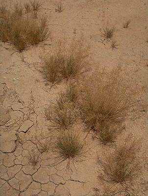 Habit (photo) © D. Albrecht