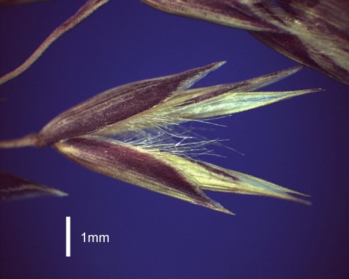 Spikelet (photo) © Queensland Herbarium AQ 300261 by D.Sharp