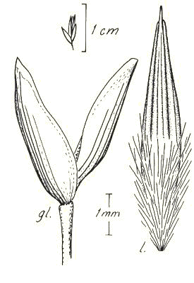 Spikelet (line drawing) © Darwin Herbarium Latz 8414 by Monica Osterkamp Madsen
