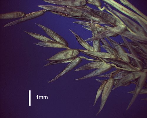 Spikelet (photo) © Queensland Herbarium AQ 533661 by D.Sharp
