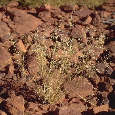 Habit (photo) © D. Albrecht