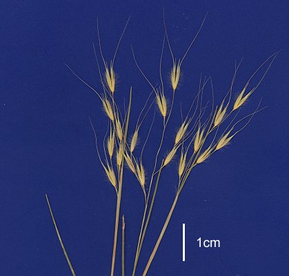 Inflorescence (scanned specimen) © Queensland Herbarium AQ 662250 by D.Sharp