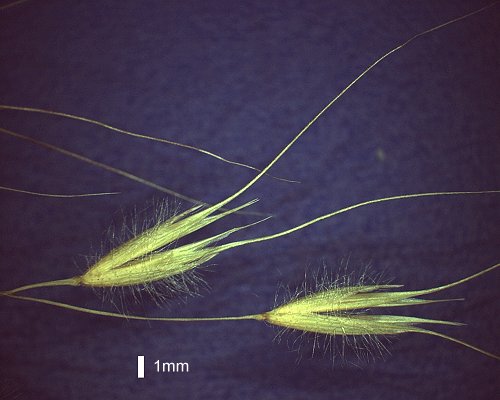 Spikelet (photo) © Queensland Herbarium AQ 662250 by D.Sharp