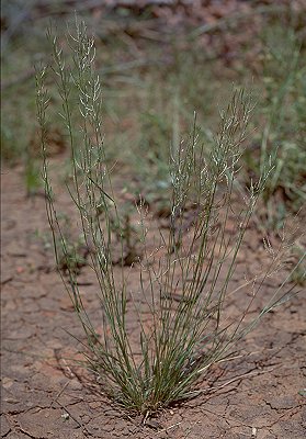 Habit (photo) © D. Albrecht