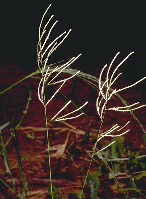Inflorescence (photo) © D. Albrecht