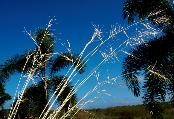 Inflorescence (photo) © Queensland Herbarium Sharp 407 and Simon by D.Sharp