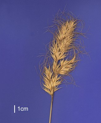 Inflorescence (scanned specimen) © Queensland Herbarium AQ 260791 by D.Sharp