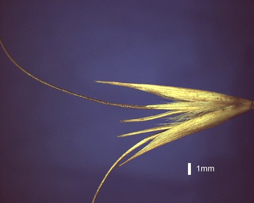 Spikelet (photo) © Queensland Herbarium AQ 260791 by D.Sharp