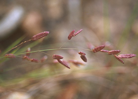 Inflorescence (photo) © Queensland Herbarium Sharp 387 and Simon by D.Sharp