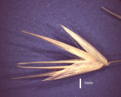 Spikelet (photo) © Queensland Herbarium AQ 580891 by D. Sharp