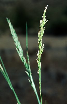 Inflorescence (photo) © Queensland Herbarium Sharp 178 and Simon by D.Sharp
