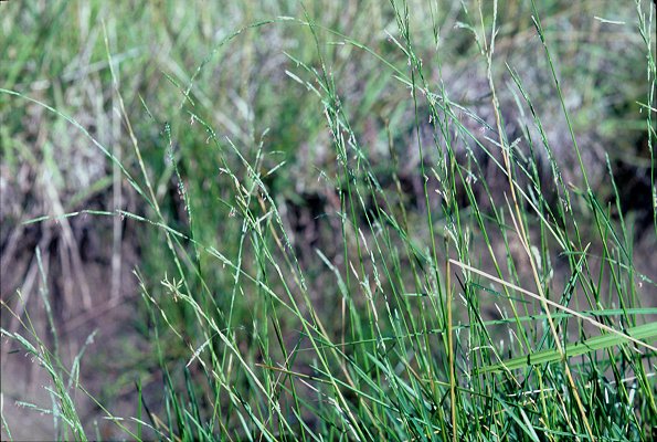 Habit (photo) © S.Jacobs SJ 4673