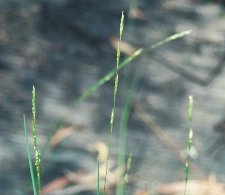 Inflorescence (photo) © Queensland Herbarium Sharp 172 and Simon by D.Sharp