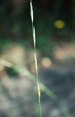 Inflorescence (photo) © Queensland Herbarium Sharp 172 and Simon by D.Sharp