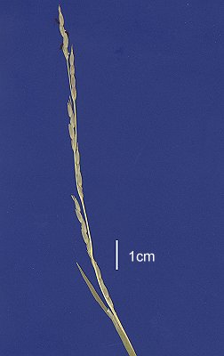 Inflorescence (scanned specimen) © Queensland Herbarium AQ 535071 by D.Sharp