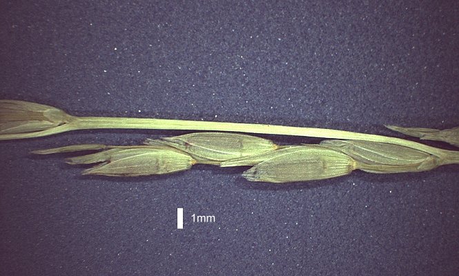 Spikelet (photo) © Queensland Herbarium AQ 535071 by D.Sharp