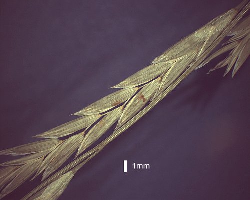 Spikelet (photo) © Queensland Herbarium AQ 261760 by D.Sharp
