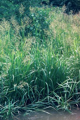 Habit (photo) © S.Jacobs