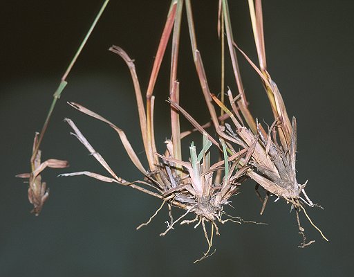 Base (photo) © Queensland Herbarium Sharp 248 and Simon by D.Sharp