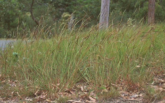 Habit (photo) © Queensland Herbarium Sharp 248 and Simon by D.Sharp