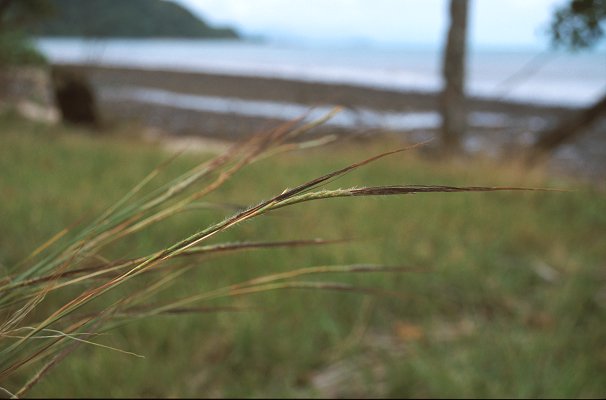 Inflorescence (photo) © Queensland Herbarium Sharp 284 by D.Sharp