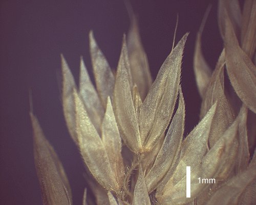 Spikelet (photo) © Queensland Herbarium NSW 441781 by D.Sharp