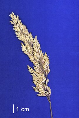 Inflorescence (scanned specimen) © Queensland Herbarium A.A.Mitchell 4053 by D.Sharp