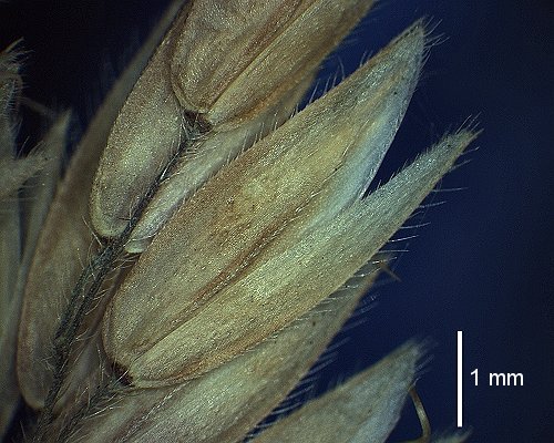 Spikelet (photo) © Queensland Herbarium A.A.Mitchell 4053 by D.Sharp