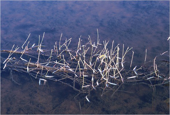 Habit (photo) © S.Jacobs SJ 5278