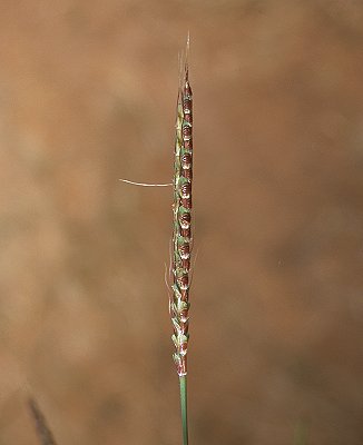 Inflorescence (photo) © Queensland Herbarium Sharp 359 and Simon by D.Sharp
