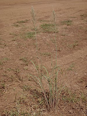 Habit (photo) Leptochloa fusca subsp. uninervia © D. Albrecht